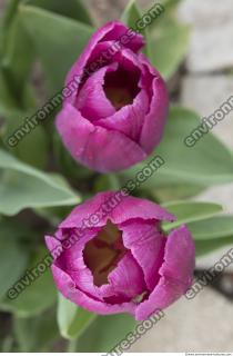 flower tulip 0002